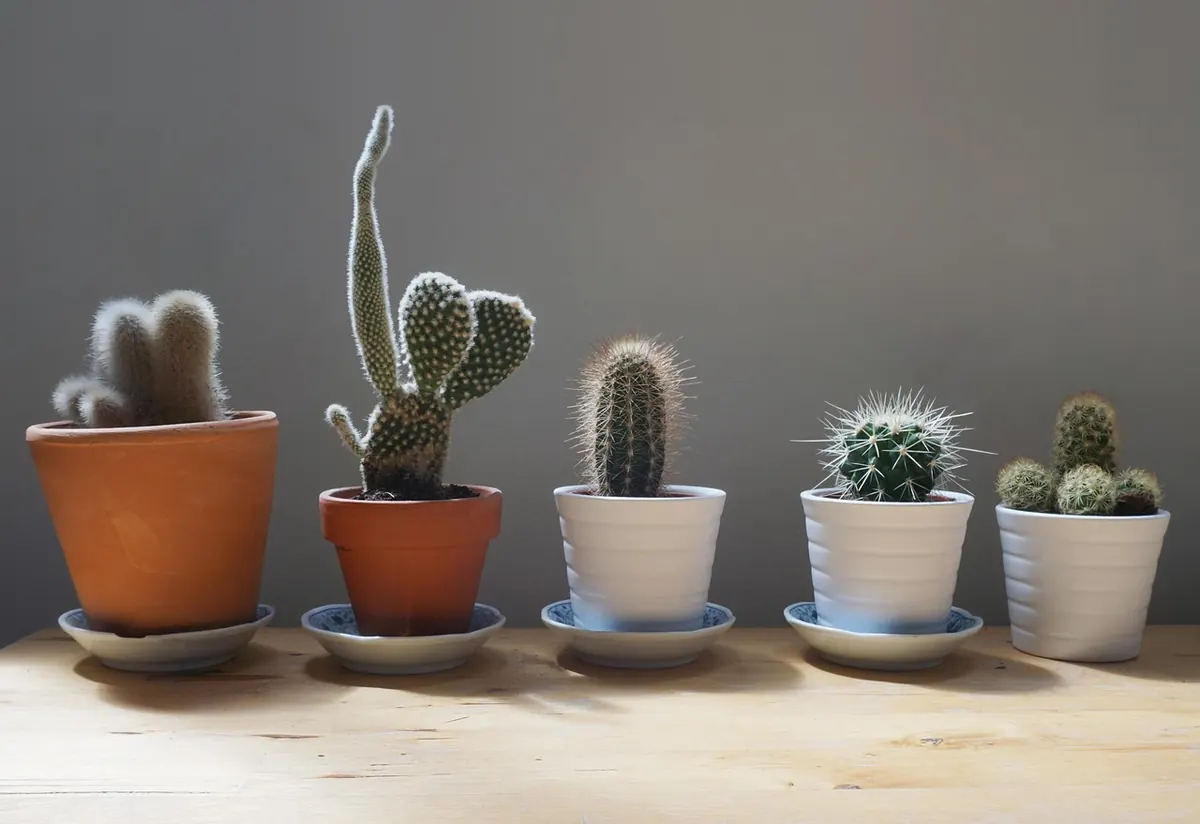 Beginner's Guide to Choosing Houseplants for North-Facing UK Rooms